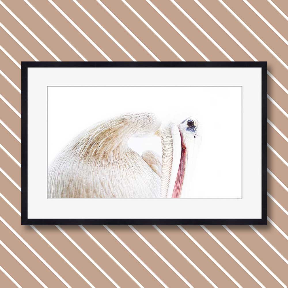 pelican-interpretation.jpg