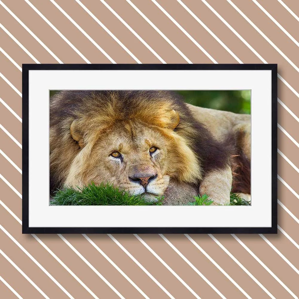 the-lion.jpg