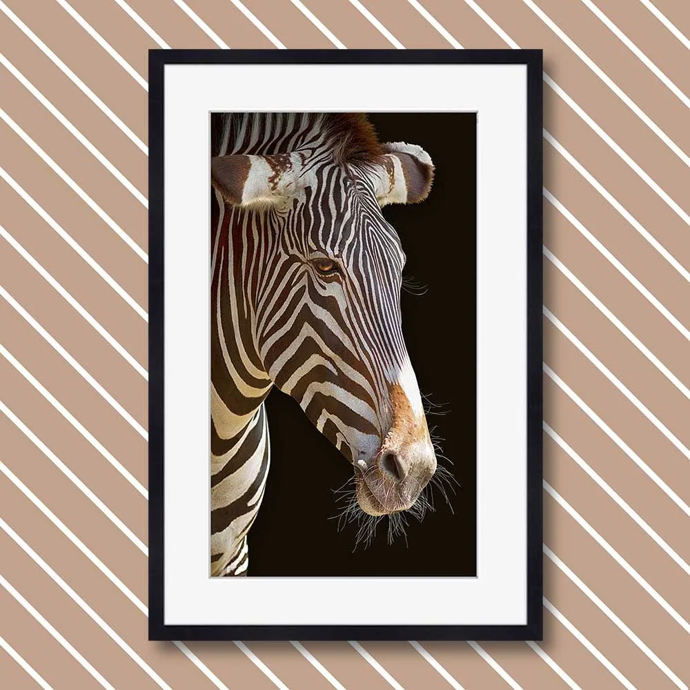 zebra-3-copy.jpg
