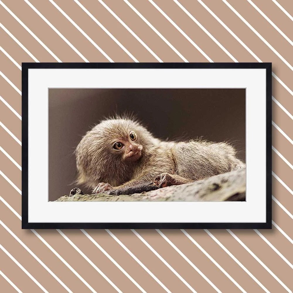 pygmy-marmoset-copy.jpg
