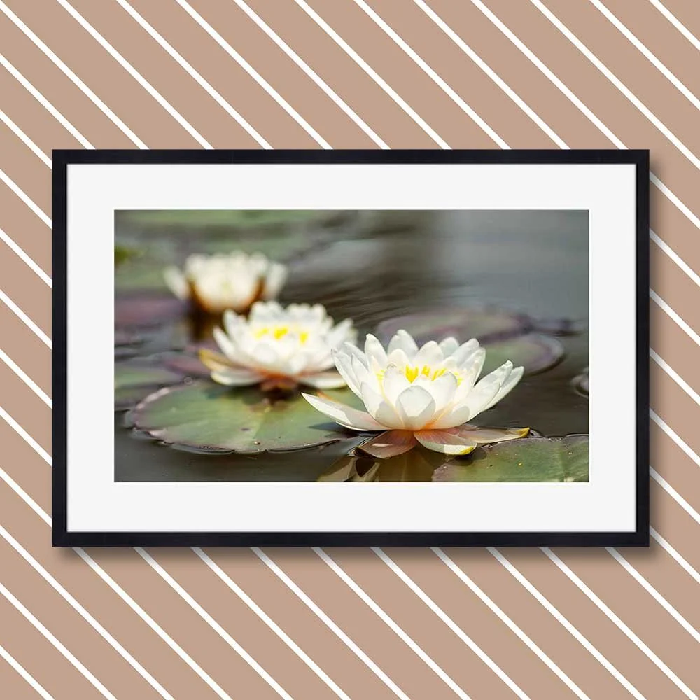 waterlilies.jpg