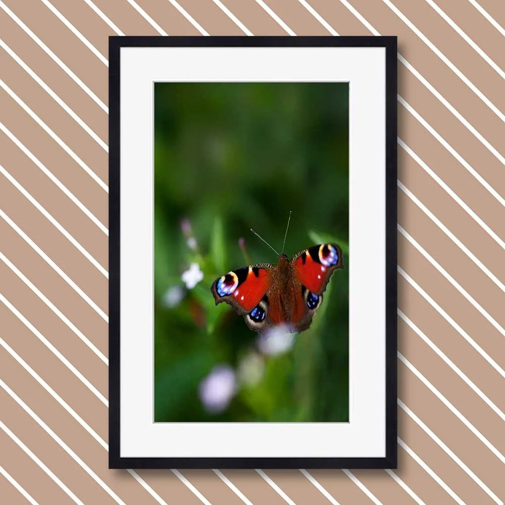 a-peacock-in-the-wild.jpg