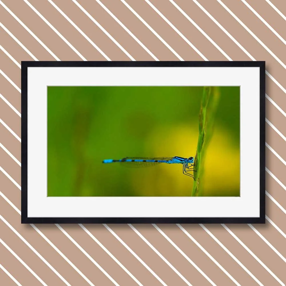 azure-damselfly-(coenagrion-puella).jpg