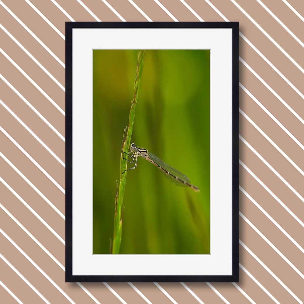 azure-damselfly-fimale-(coenagrion-puella).jpg