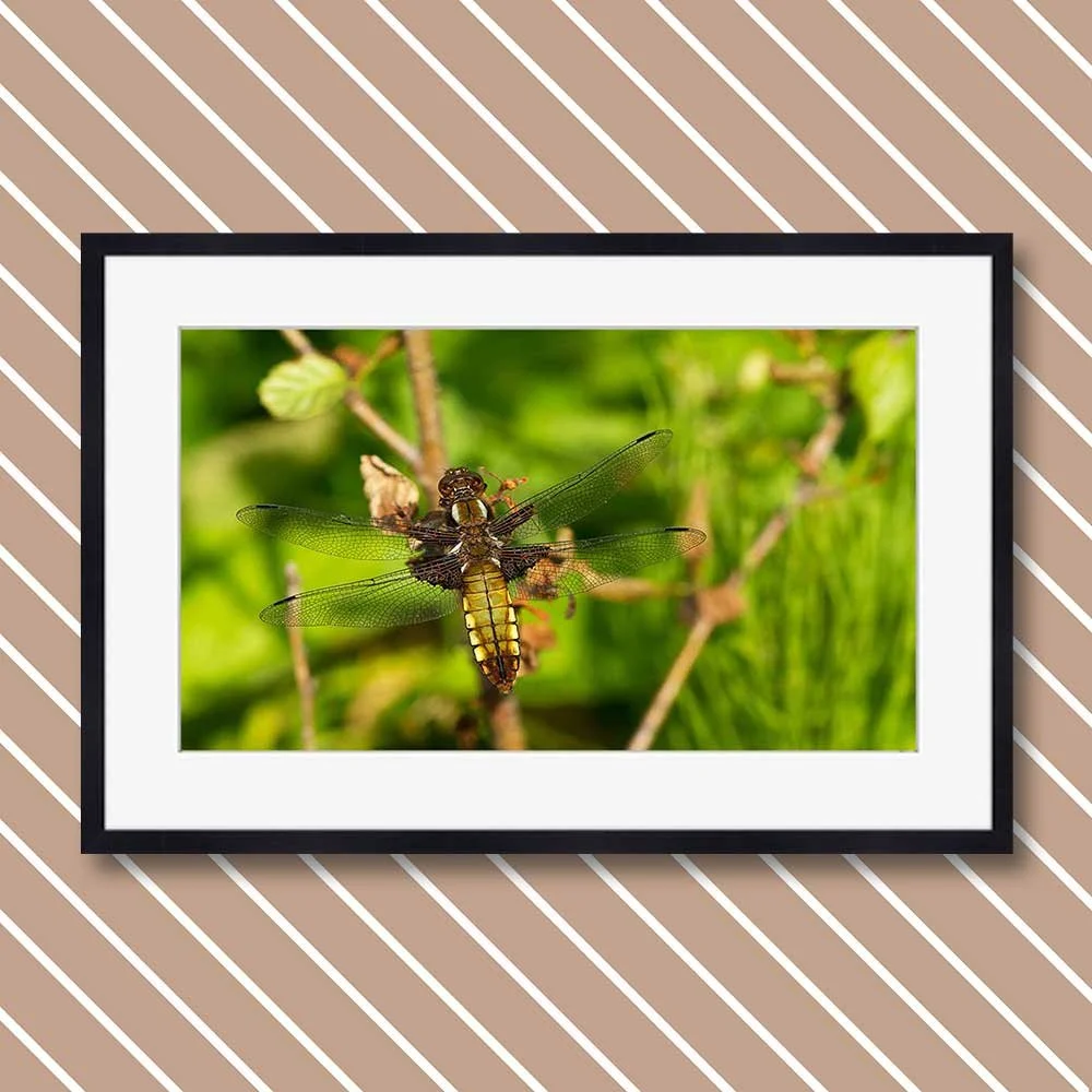 broad-bodied-chaser-(female).jpg