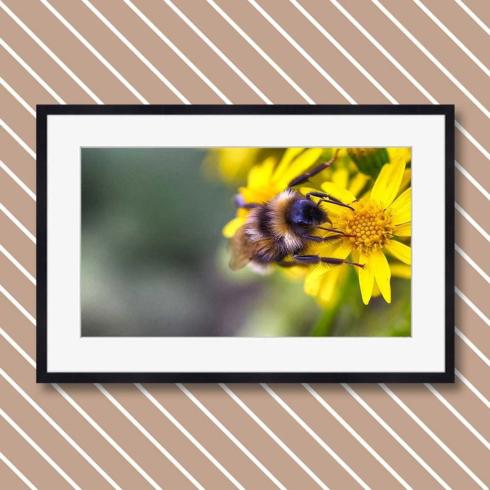 bumblebee-heaven.jpg