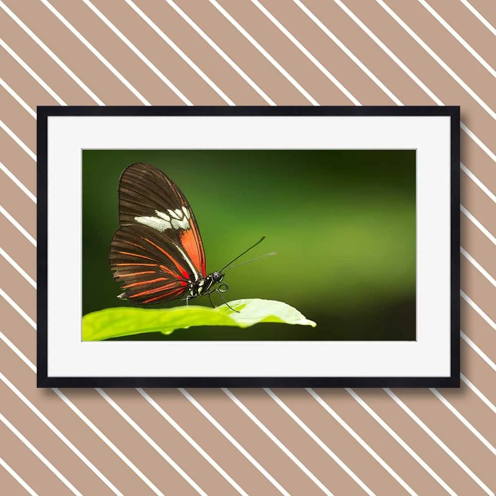 butterfly-pose.jpg