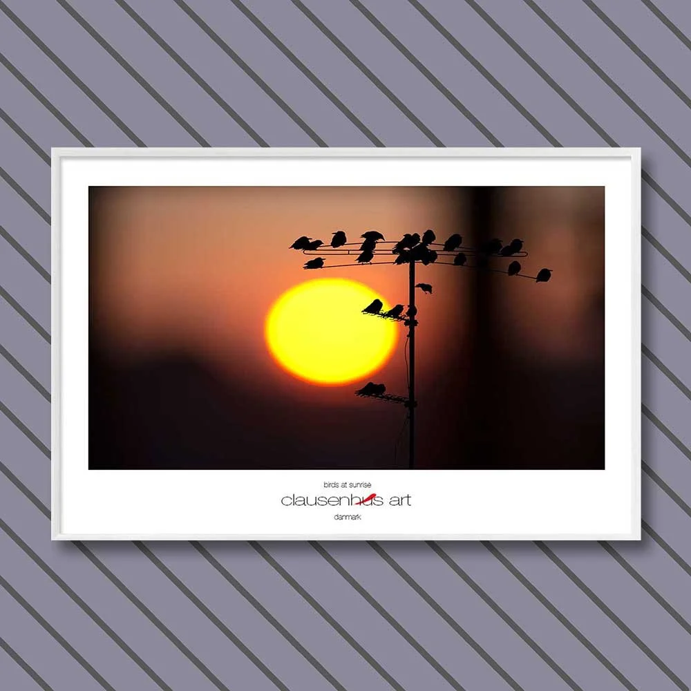 birds-at-sunrise-copy.jpg