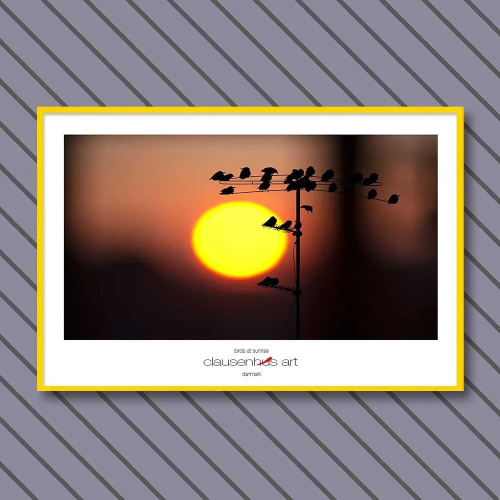 birds-at-sunrise-copy.jpg
