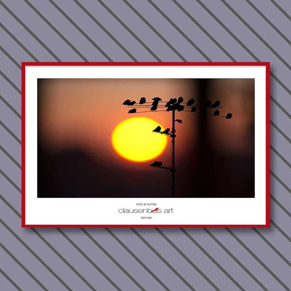 birds-at-sunrise-copy.jpg