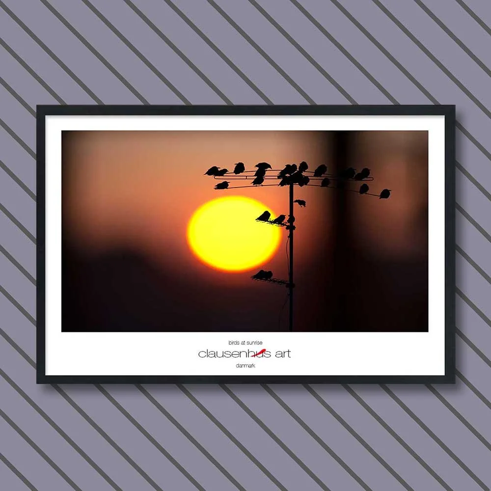 birds-at-sunrise-copy.jpg