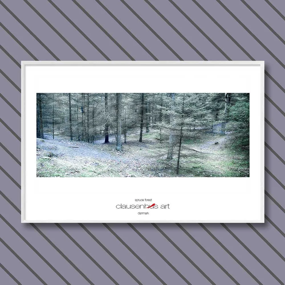 spruce-forest-copy.jpg