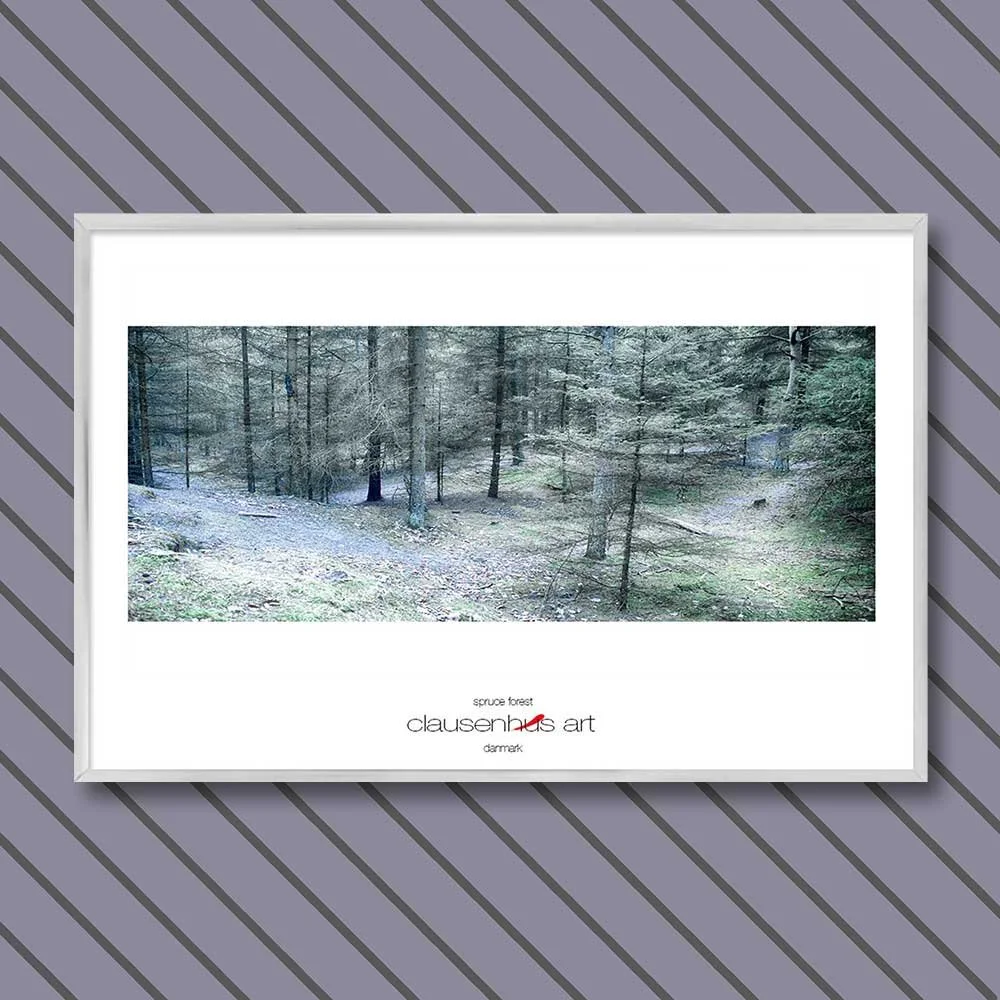 spruce-forest-copy.jpg
