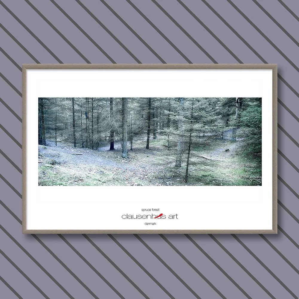 spruce-forest-copy.jpg
