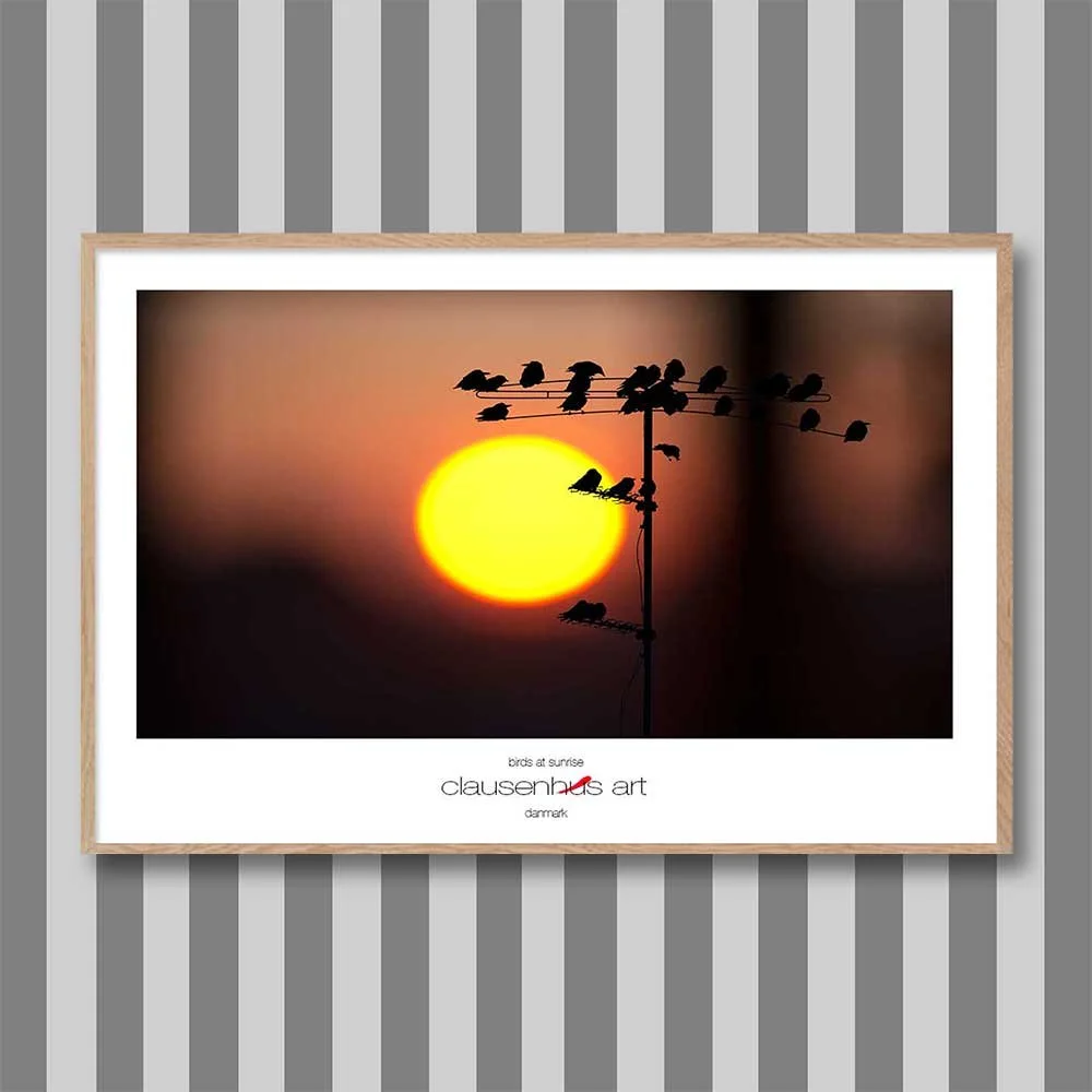 birds-at-sunrise-copy.jpg