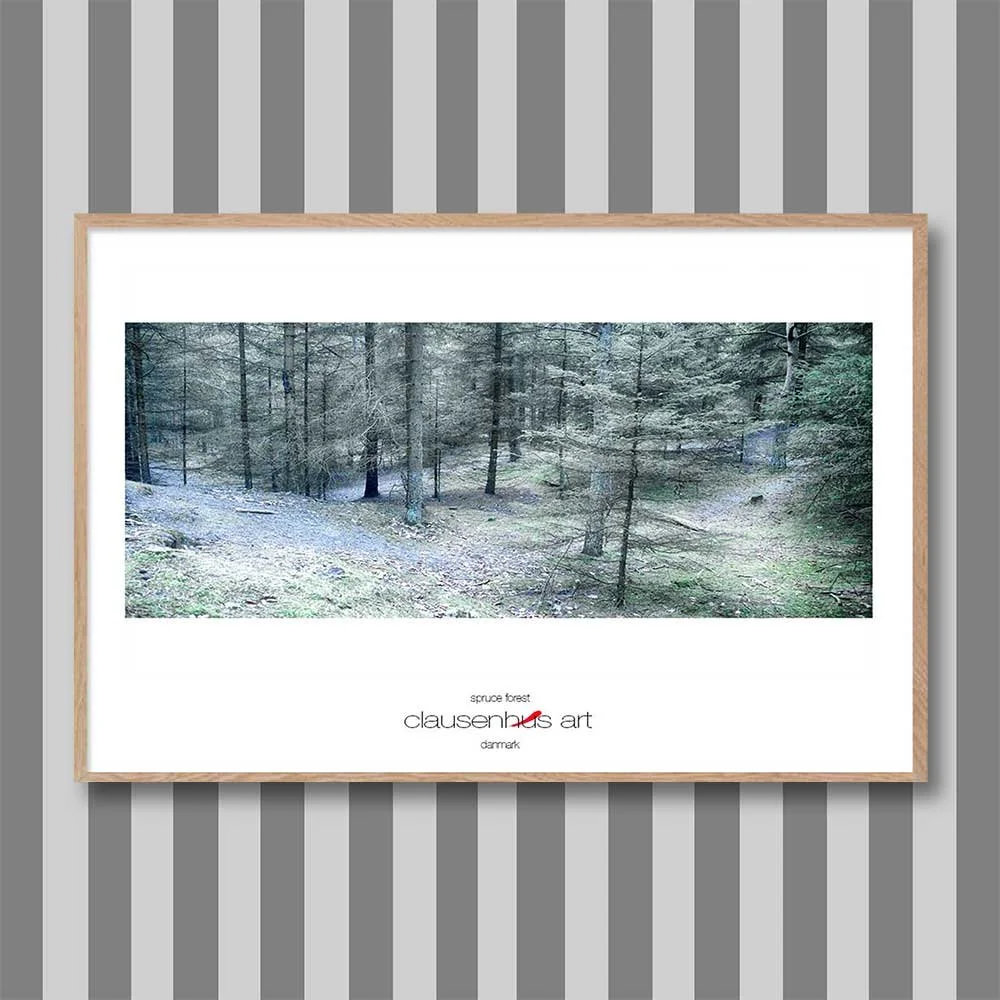 spruce-forest-copy.jpg