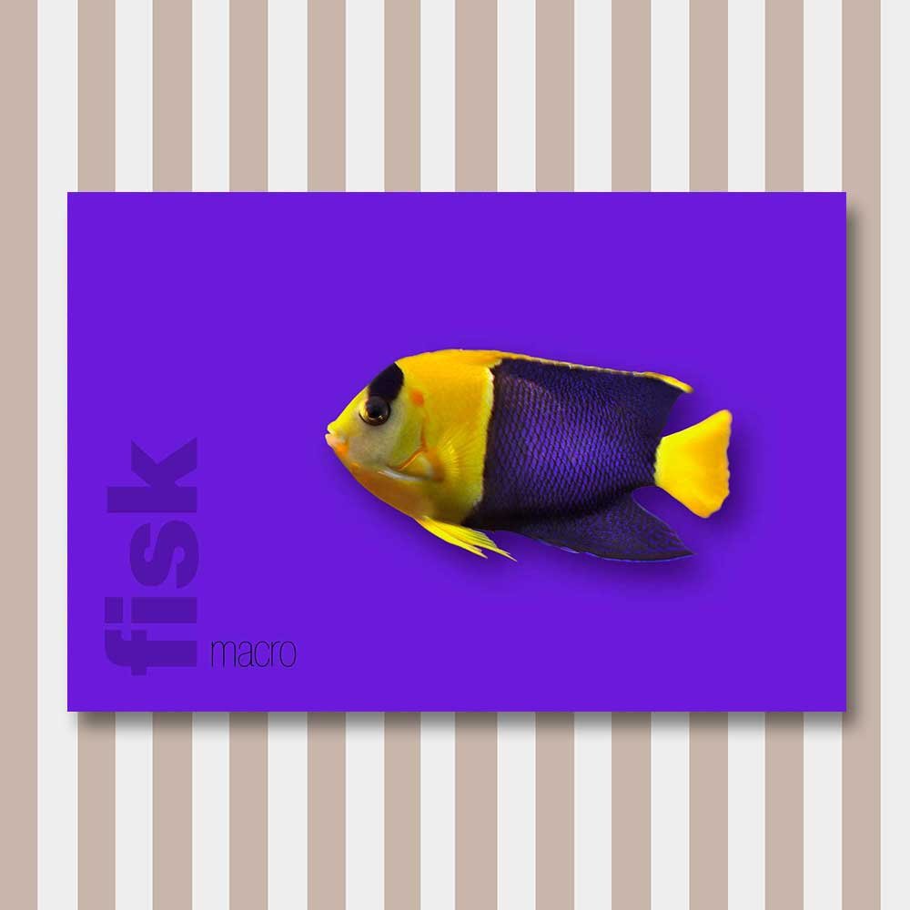 fisk 14.jpg
