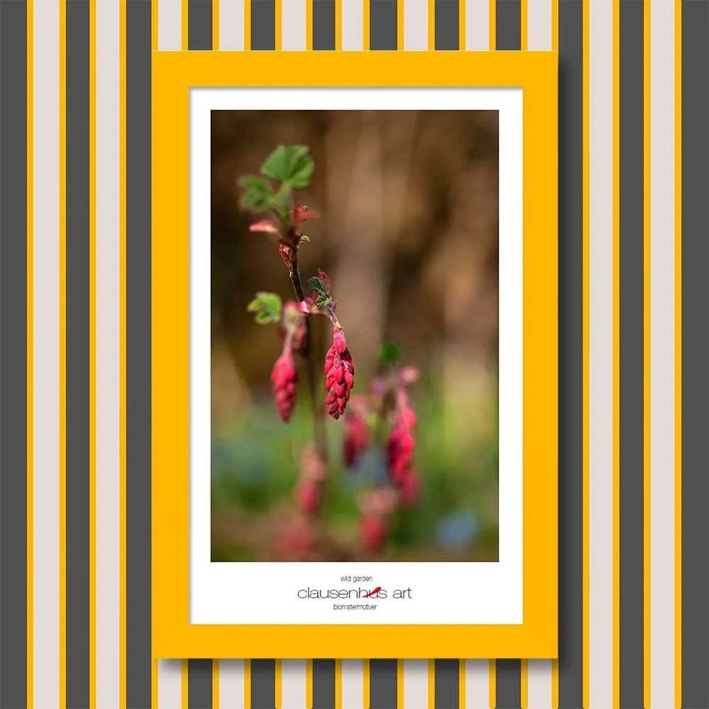 wild-garden-copy.jpg