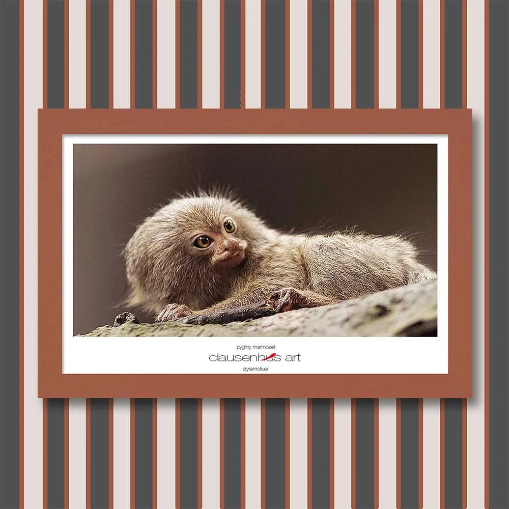 pygmy-marmoset-copy.jpg