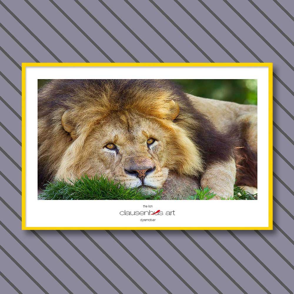 the-lion.jpg