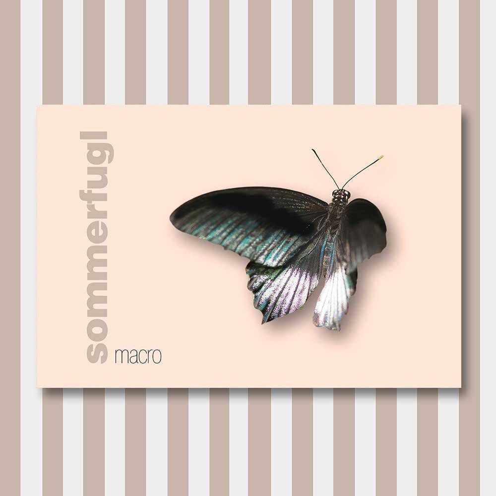 sommerfugl 5.jpg