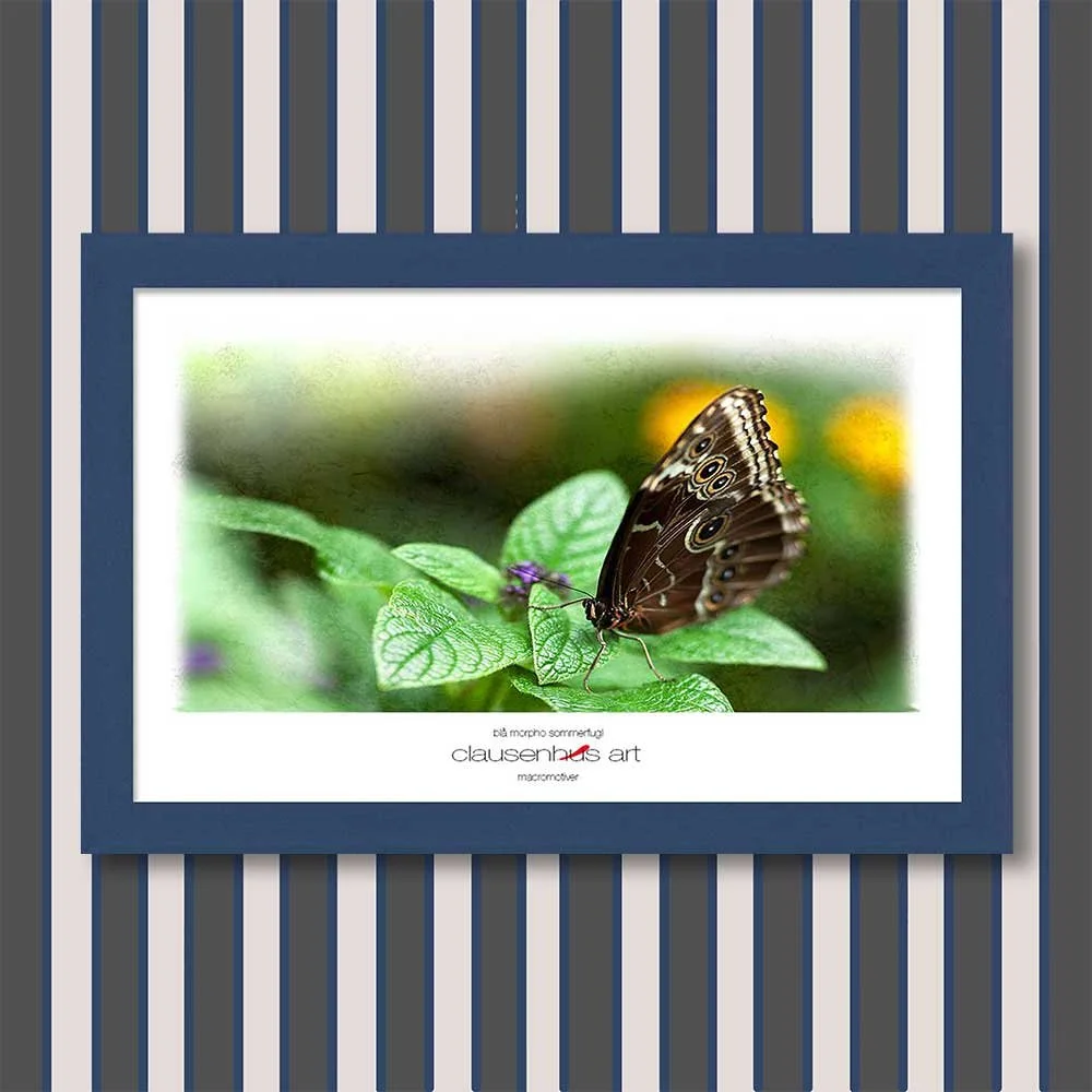 blå-morpho-sommerfugl-copy.jpg