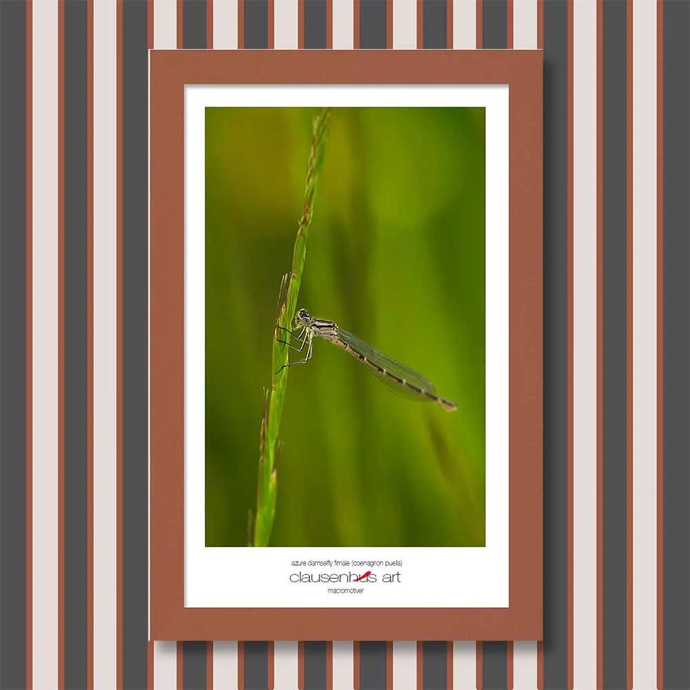 azure-damselfly-fimale-(coenagrion-puella)-copy.jpg