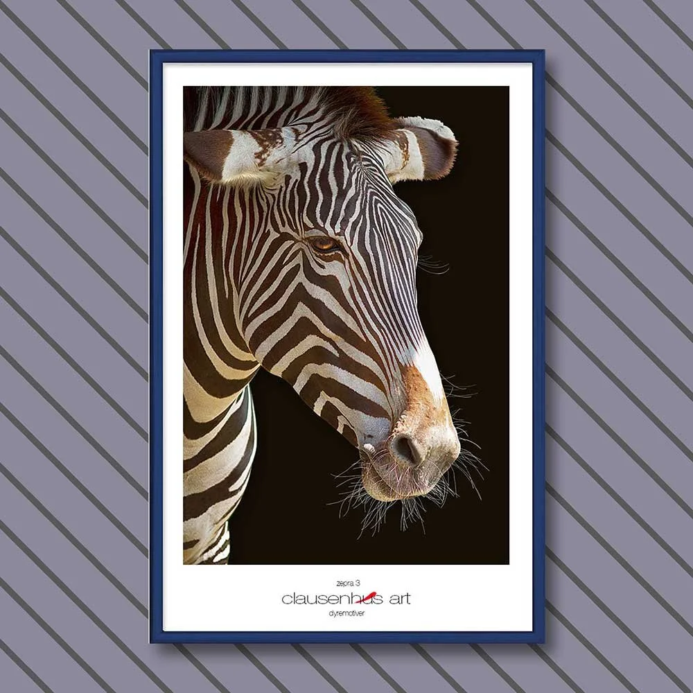 zebra-3-copy.jpg
