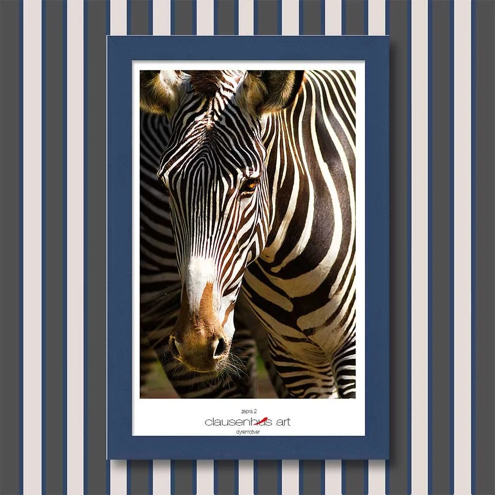 zebra-2.jpg
