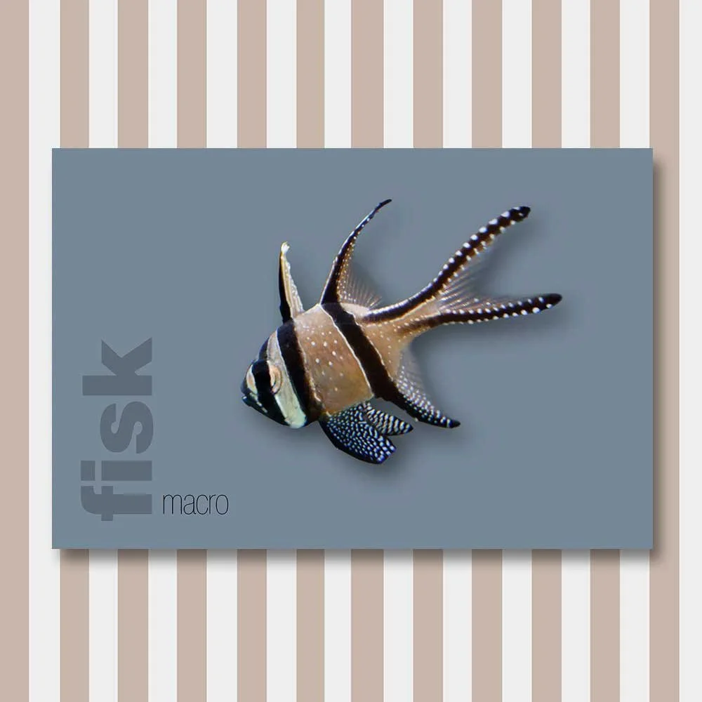 fisk 13.jpg