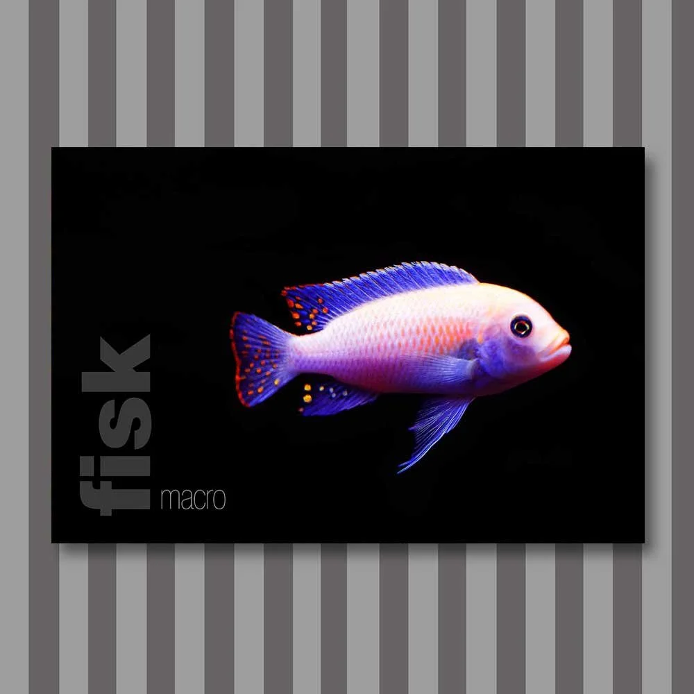 fisk-8.jpg