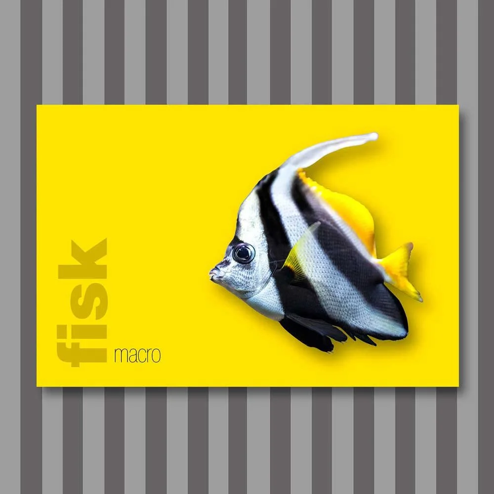 fisk-3.jpg