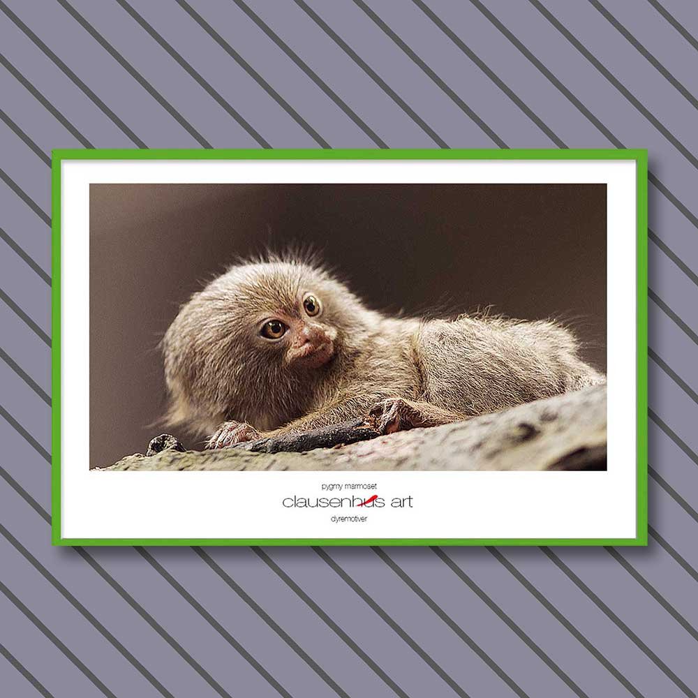 pygmy-marmoset-copy.jpg