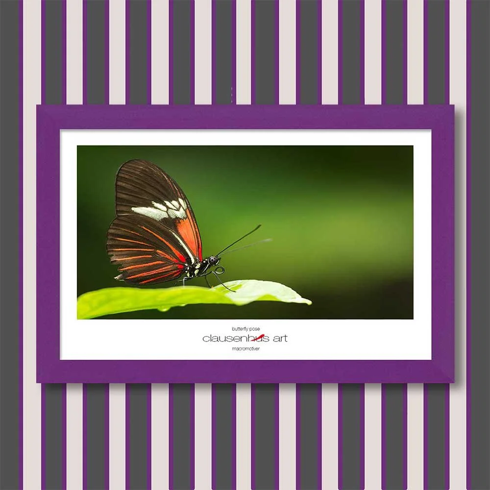 butterfly-pose-copy.jpg