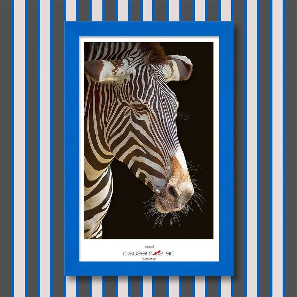 zebra-3-copy.jpg