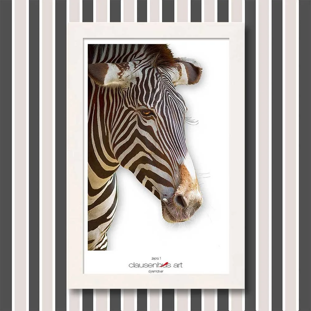 zebra-1.jpg