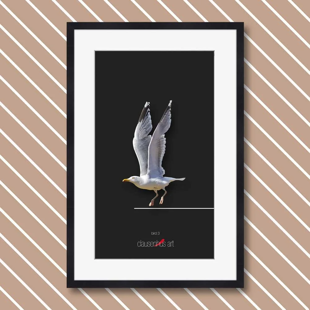 bird-3.jpg