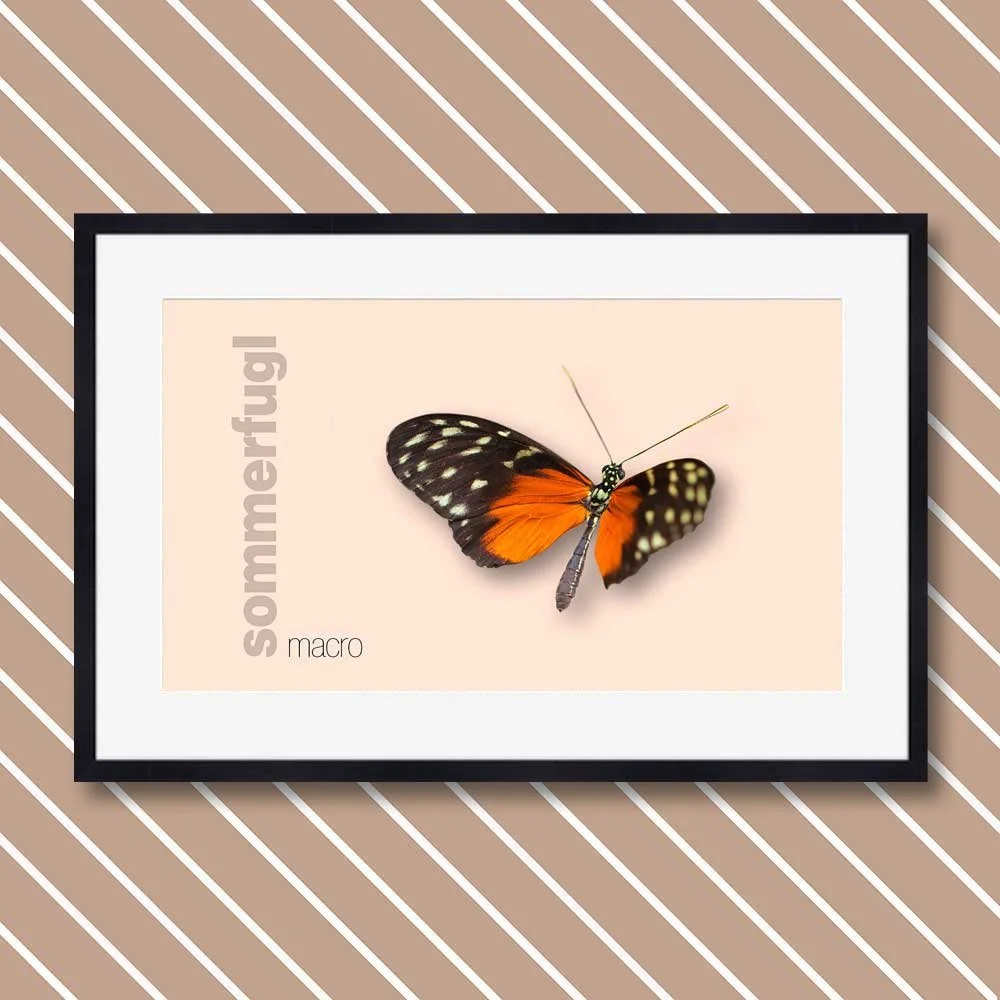 sommerfugl-4.jpg