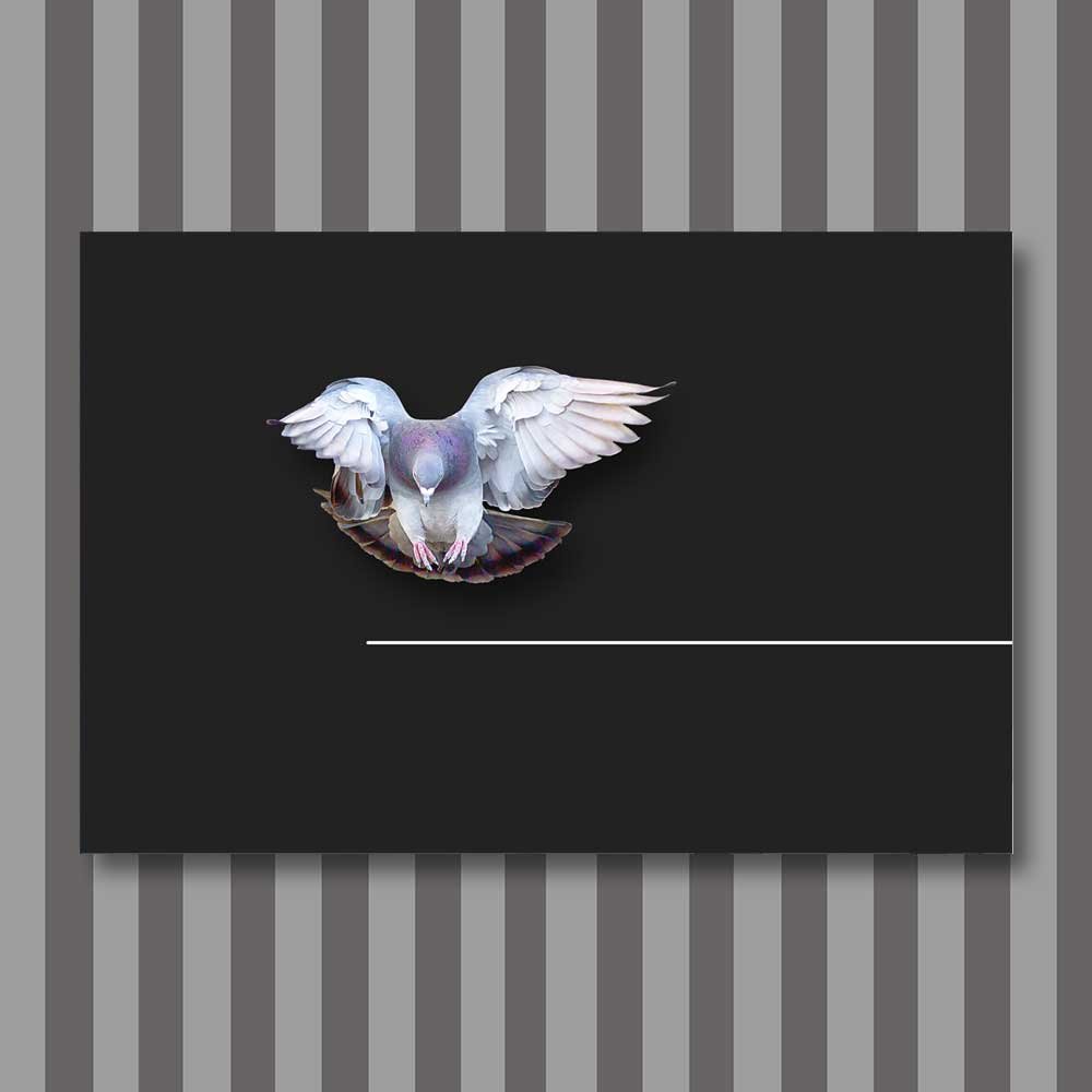 bird-6.jpg