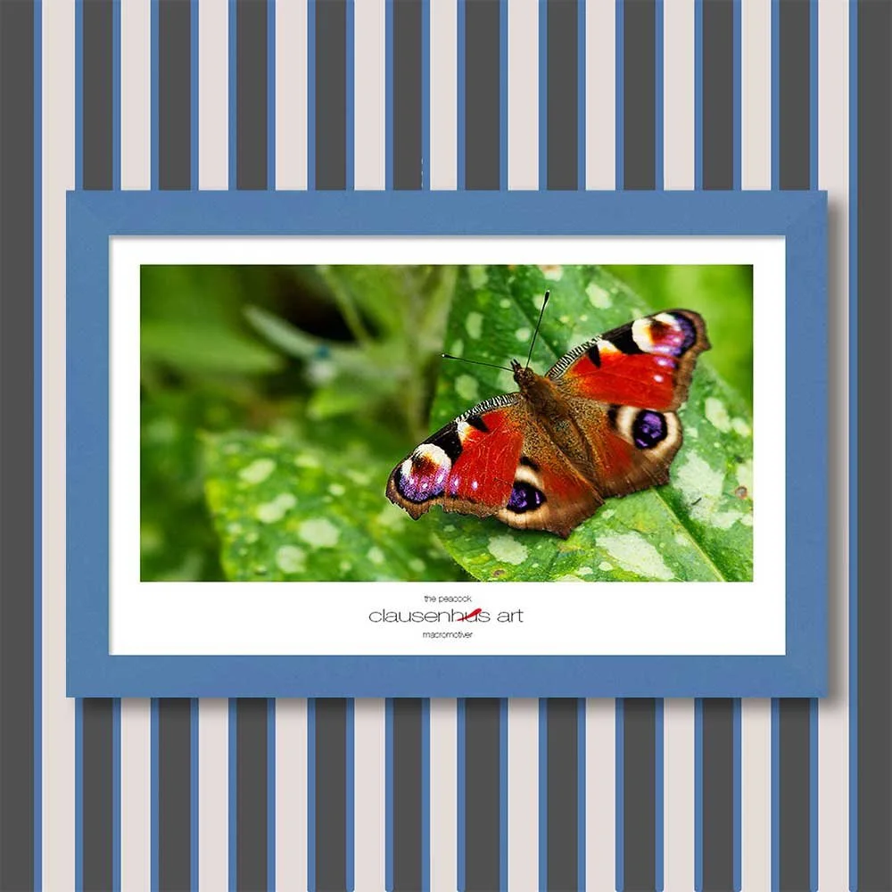 the-peacock-copy.jpg