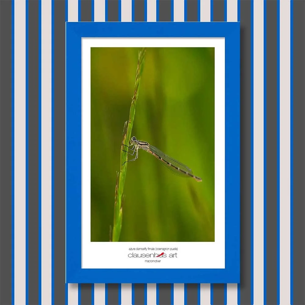 azure-damselfly-fimale-(coenagrion-puella)-copy.jpg