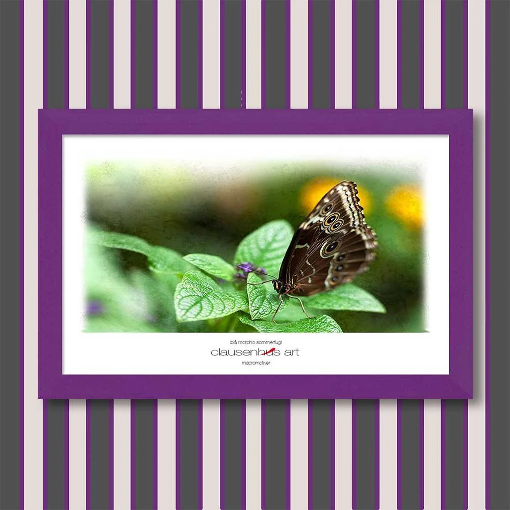 blå-morpho-sommerfugl-copy.jpg