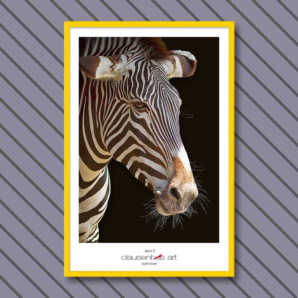 zebra-3-copy.jpg