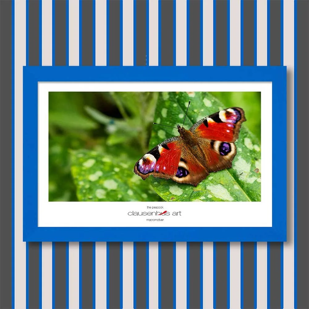 the-peacock-copy.jpg