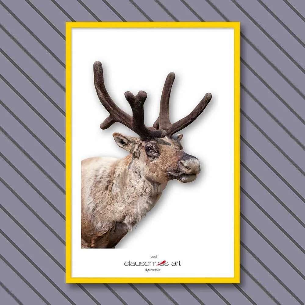 rudolf-copy.jpg