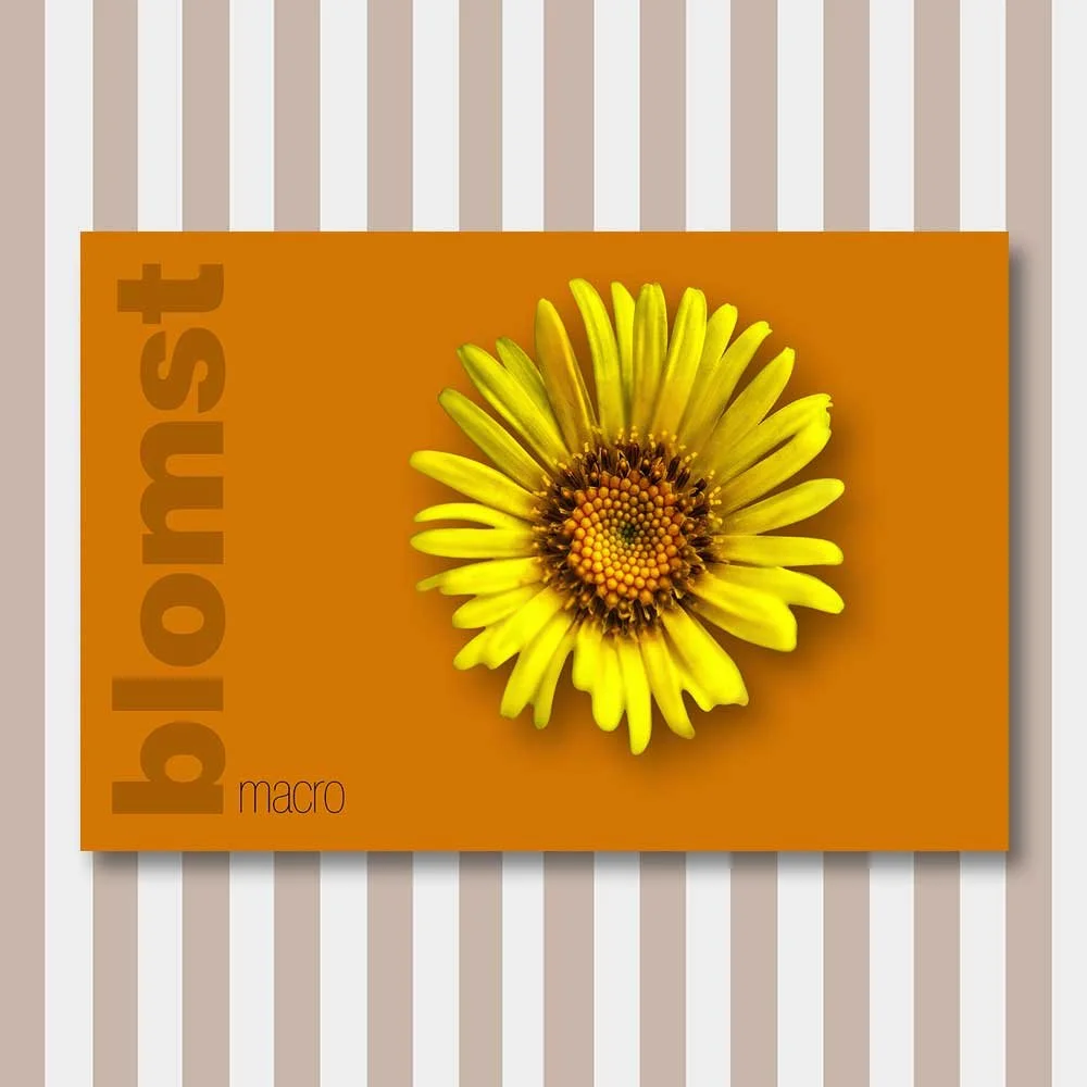 blomst 5.jpg