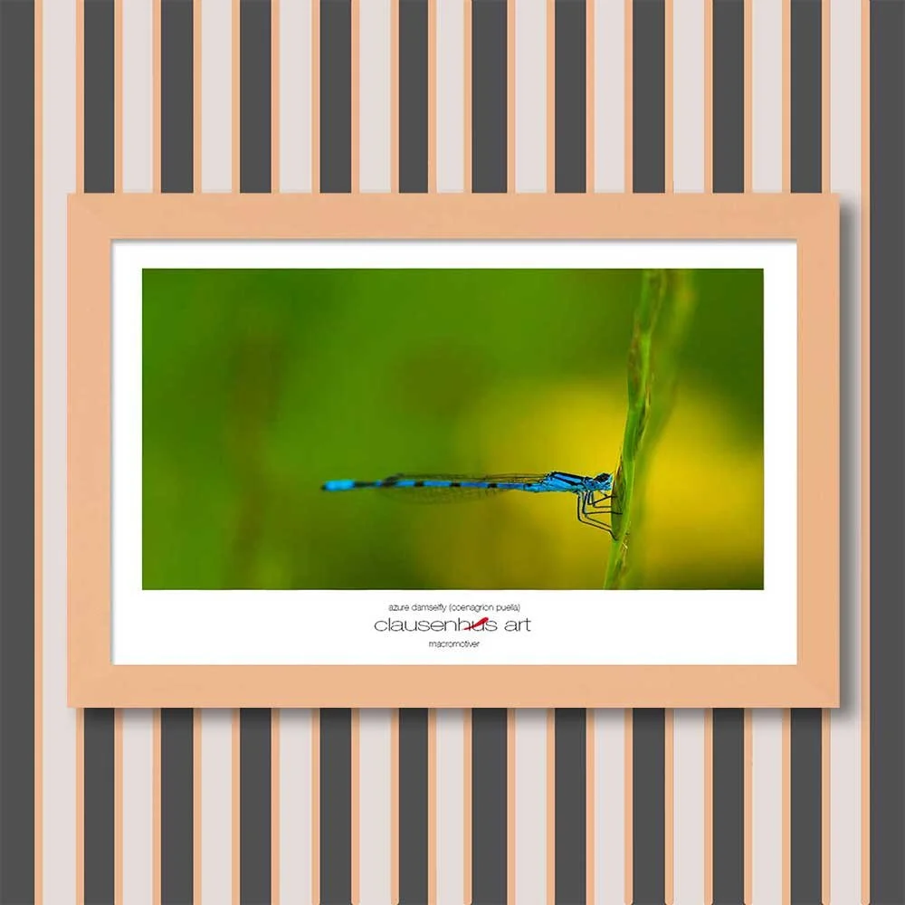 azure-damselfly-(coenagrion-puella)-copy.jpg