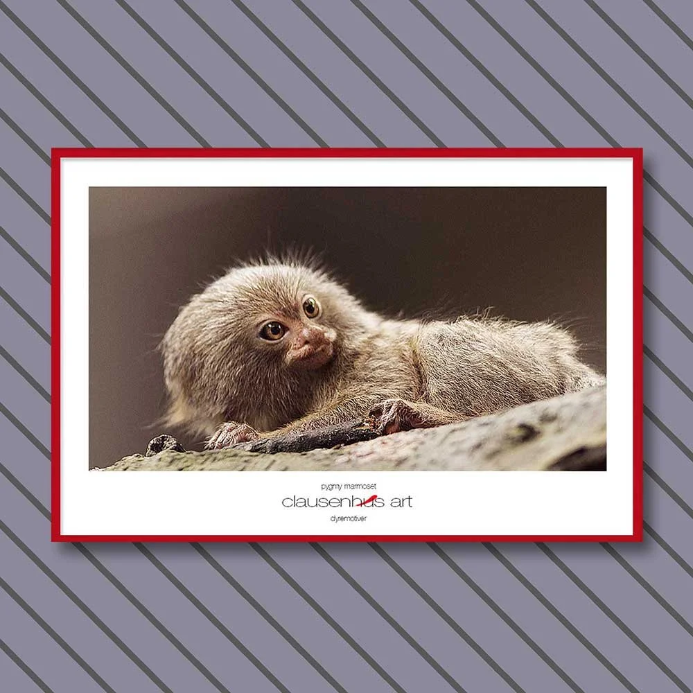 pygmy-marmoset-copy.jpg