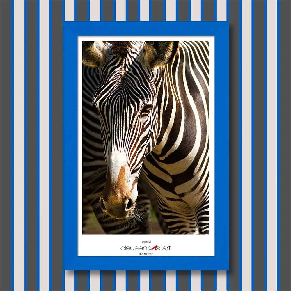 zebra-2.jpg