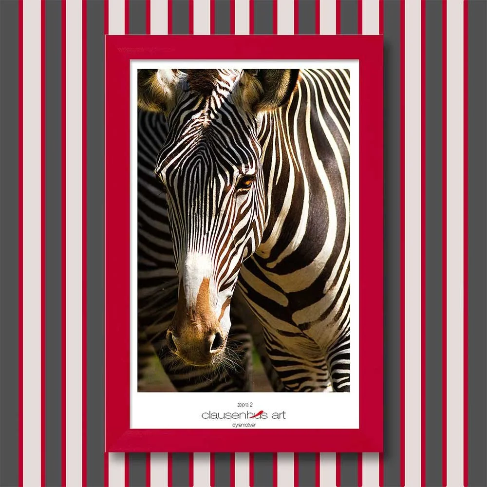 zebra-2.jpg